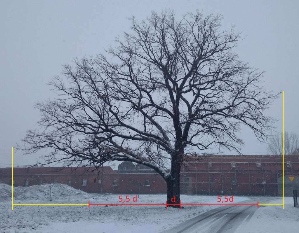 Uszkodzenie korzeni drzewa - strefa ochrony korzeni
